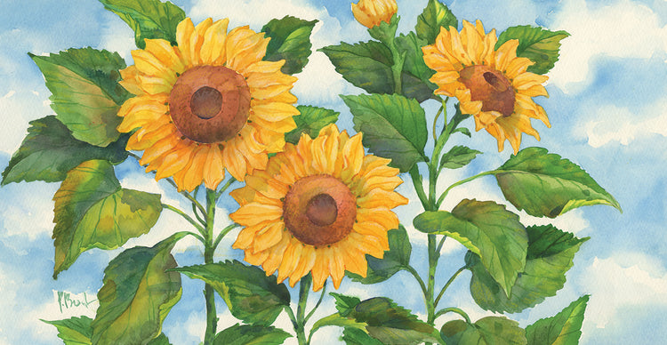 Girasoles de verano Lienzo