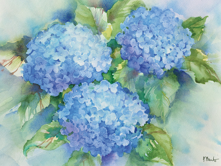 Sky Blue Hydrangea