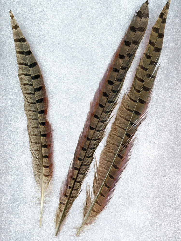 Feathers #3
