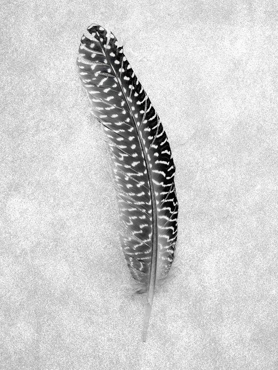 Feathers #5