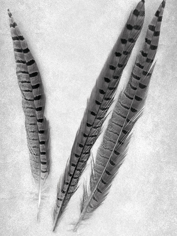 Feathers B-W #3