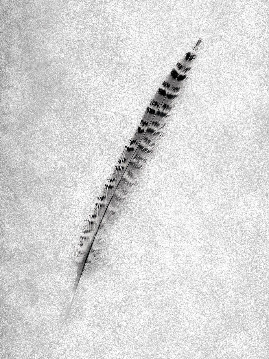 Feathers #9