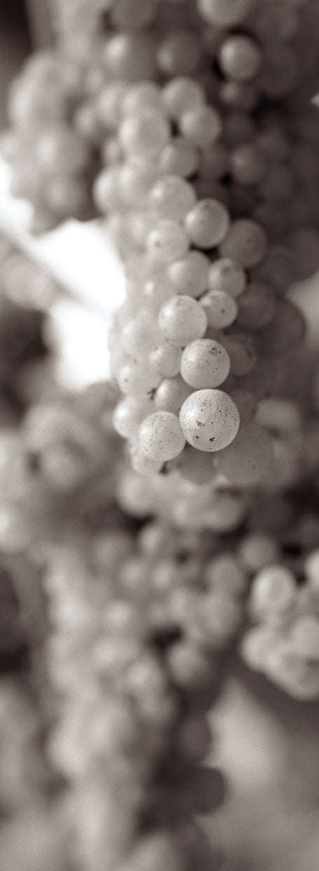 Grapes Pano #10