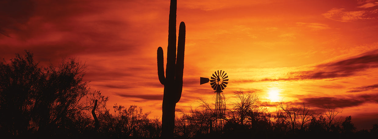 Sonoron Cactus Sunset