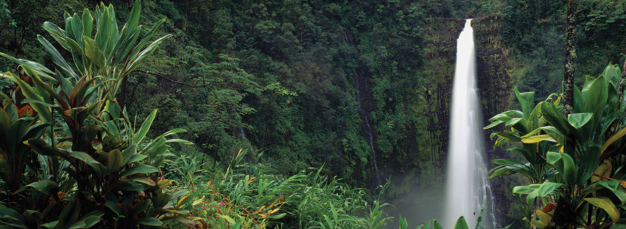 Cascadas de la selva de Hawaii Lienzo
