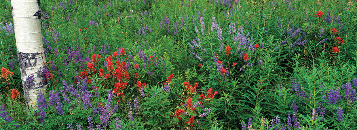 Flores silvestres de Yellowstone Lienzo