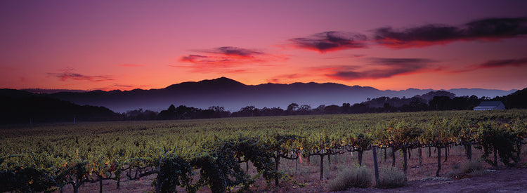 Viñedo Napa Sunset Lienzo