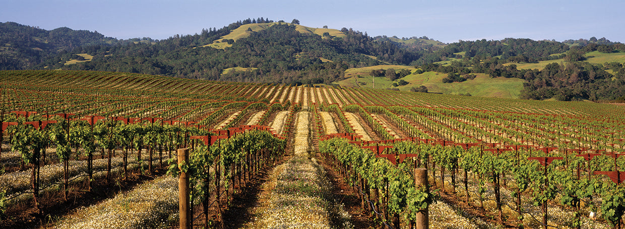Viñedo de California Lienzo
