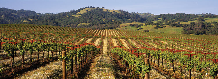 Viñedo de California Lienzo