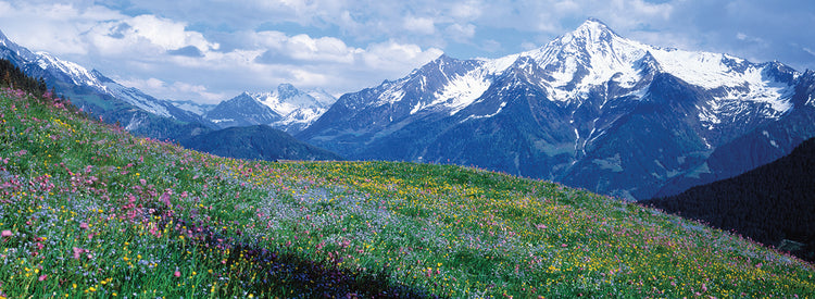 Flores silvestres austriacas Lienzo