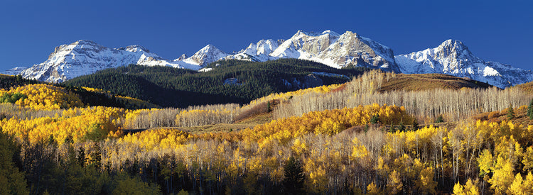 Colorado Aspen Autumn