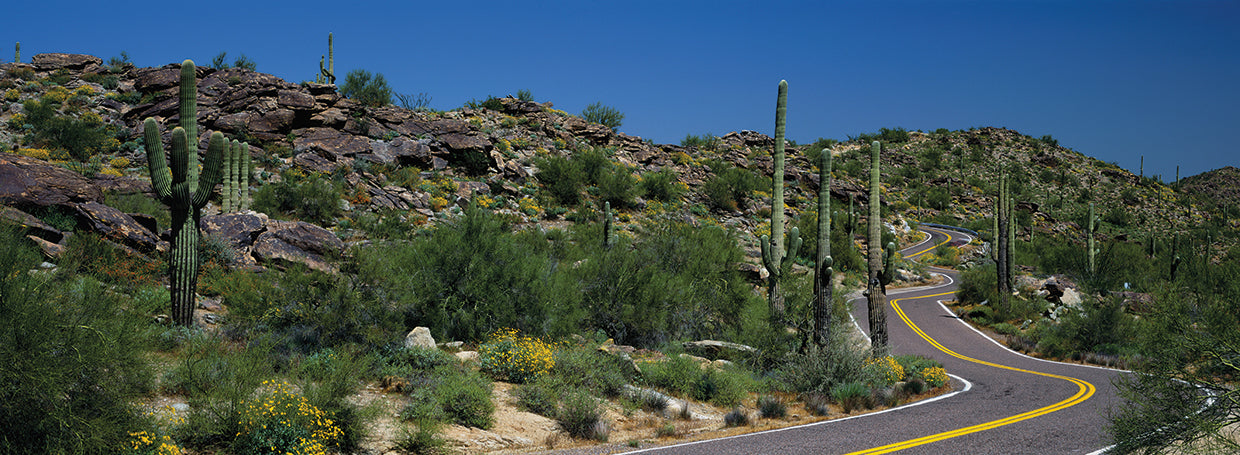 Cactus en la carretera AZ Lienzo