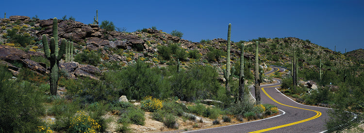 Cactus en la carretera AZ Lienzo