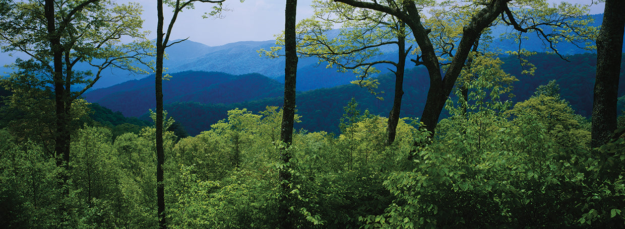 Bosque de la montaña ahumada Lienzo