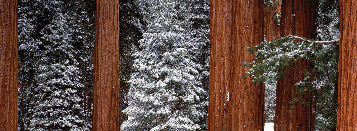 Árboles Gigantes Sequoia Lienzo
