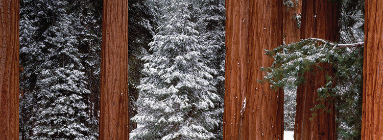 Árboles Gigantes Sequoia Lienzo