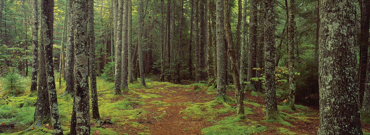 Lush Acadia Forest