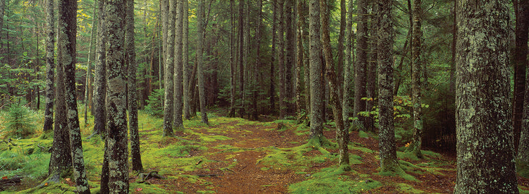 Exuberante bosque de Acadia Lienzo
