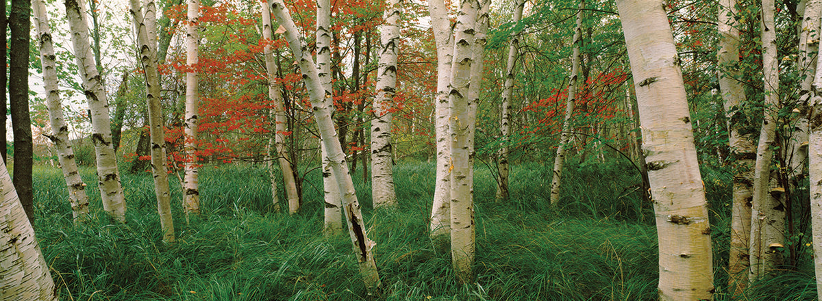 Birch Forest Colors