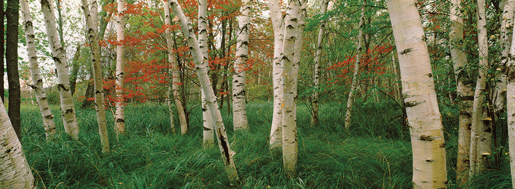 Colores del bosque de abedules Lienzo