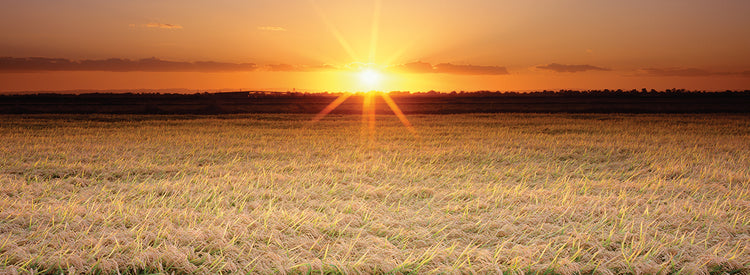California Rice Field