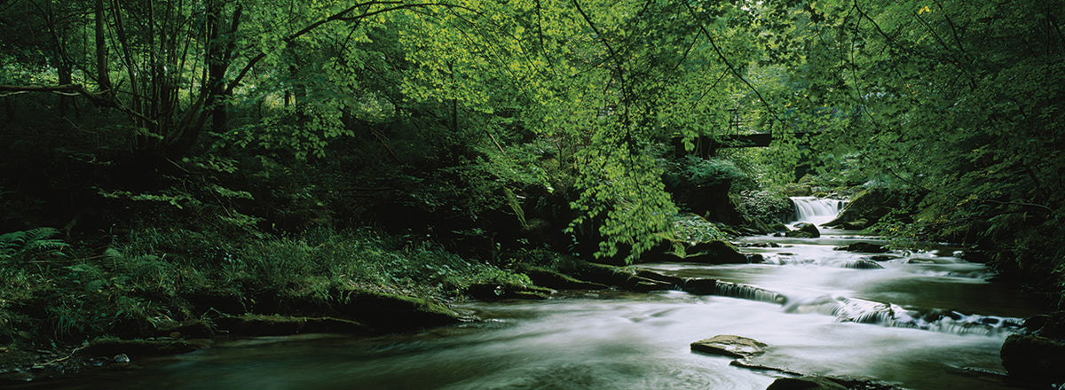 Scottish Forest River