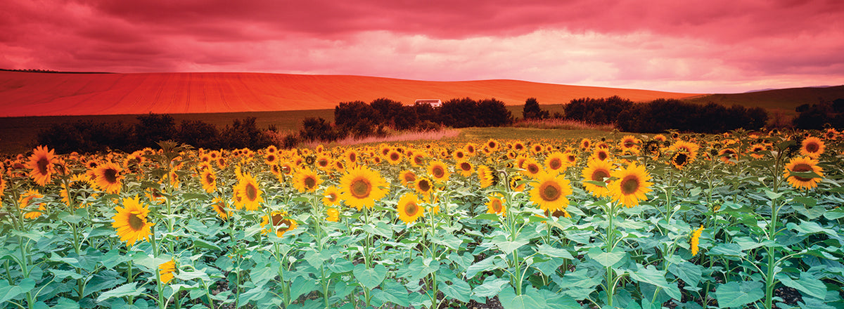 Spanish Sunflowers