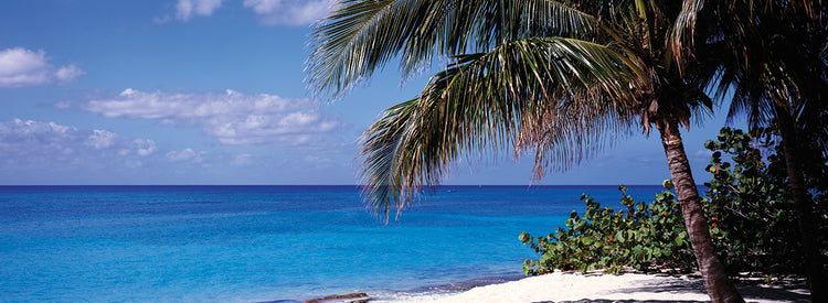 Beachy Palms Caymans Lienzo