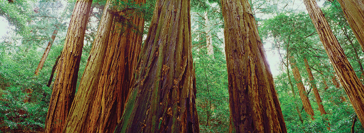 Muir Woods Redwoods
