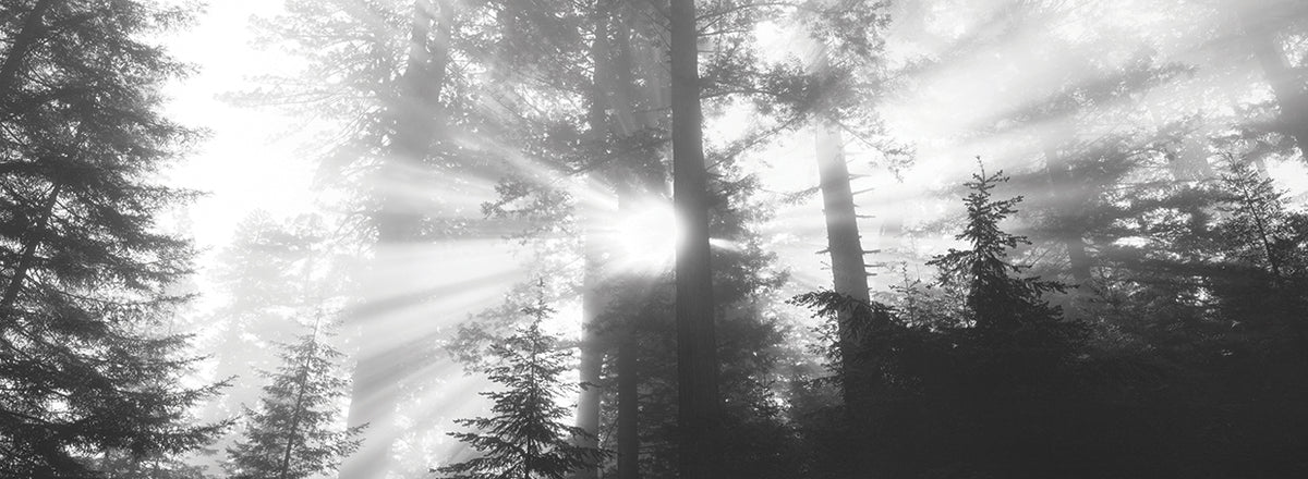 Redwoods Park Trip