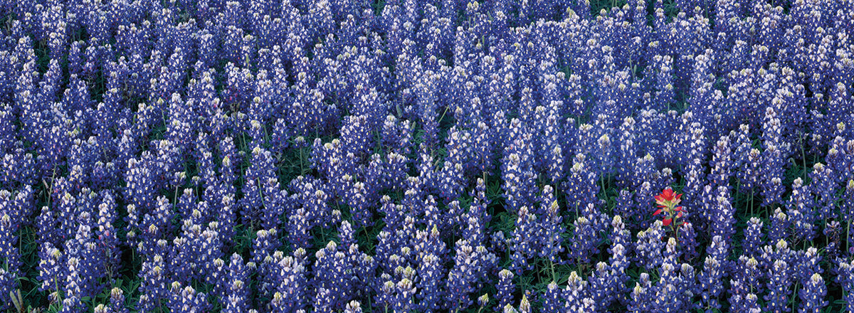 Howdy Bluebells