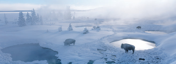 Yellowstone Bison