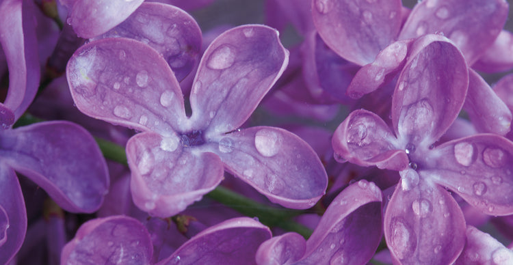 lilas de sacramento Lienzo