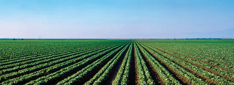 Valle de la granja de California Lienzo