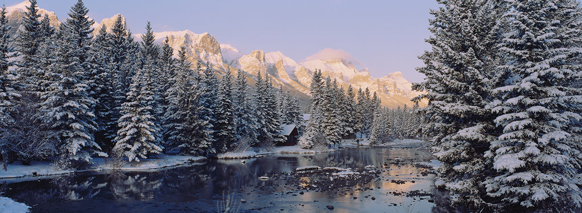 Snowy Alberta Trees