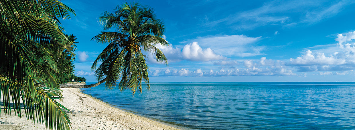Playa Bora Palmas Lienzo