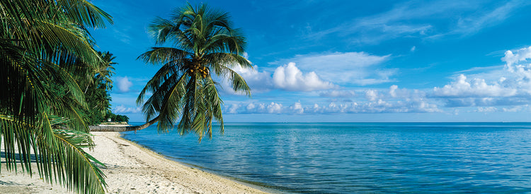 Playa Bora Palmas Lienzo
