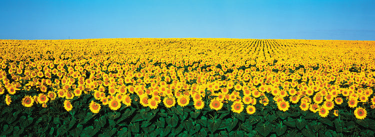 Girasoles dakota Lienzo