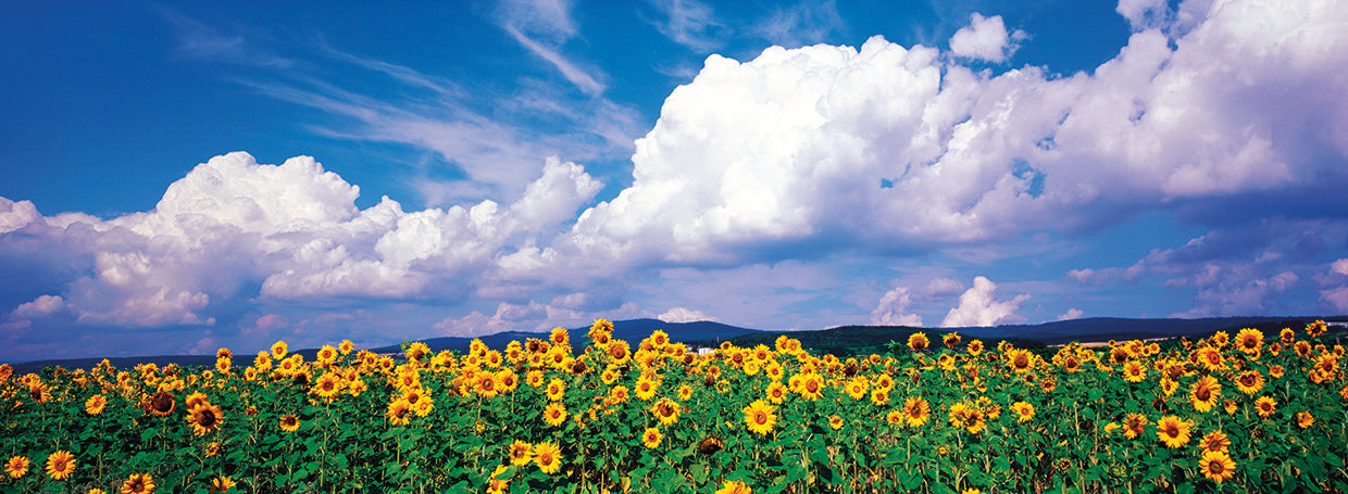German Sunflower Field