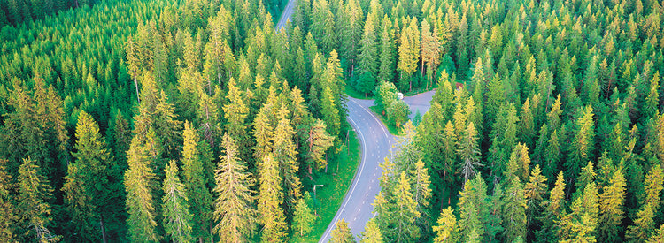 Camino forestal finlandés Lienzo