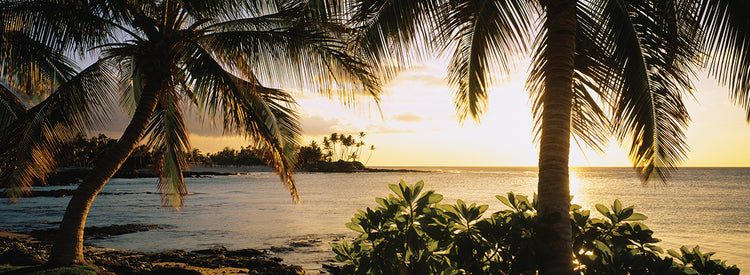 Big Island Palm Trees