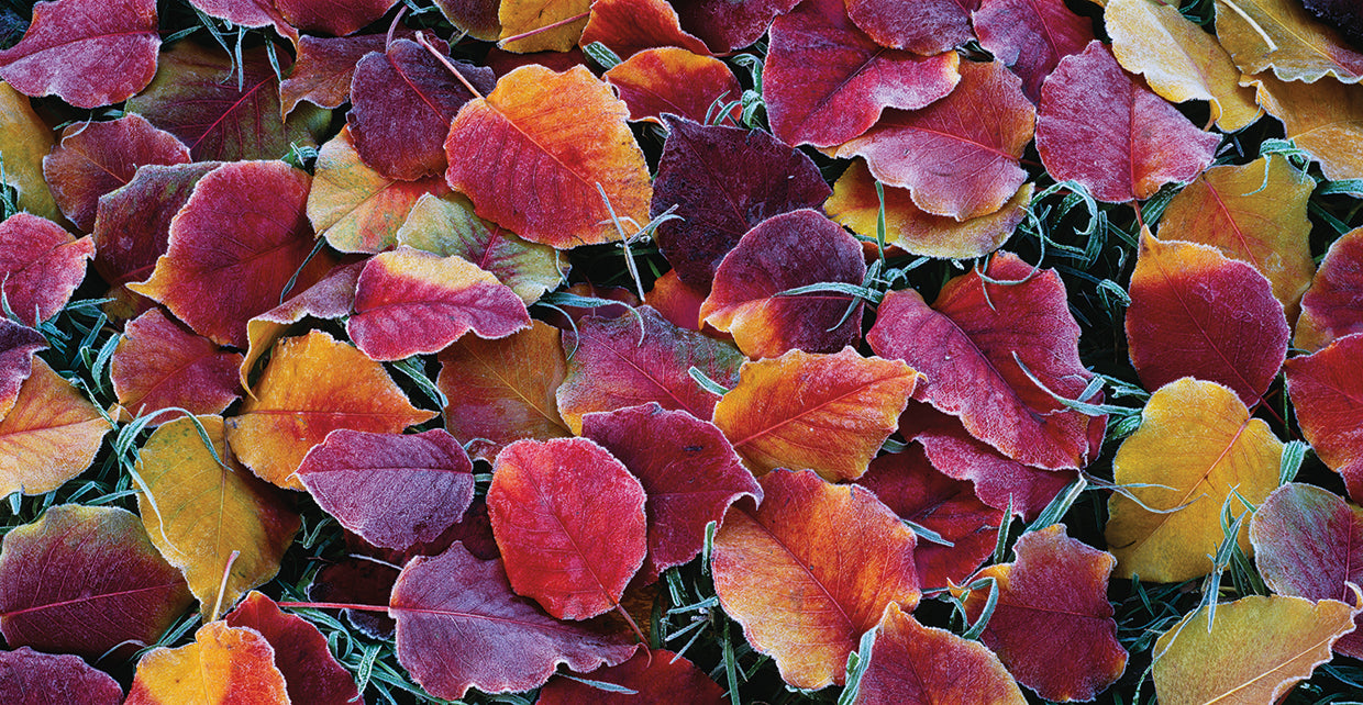 Ruby Autumn Leaves