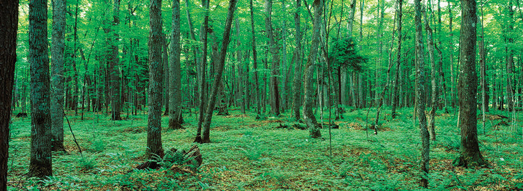 Árboles del bosque de Michigan Lienzo