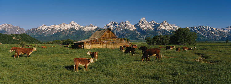 Grand Teton Grazers