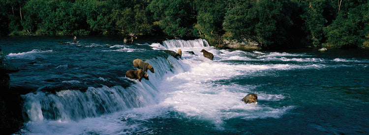 Pesca de osos de Alaska Lienzo