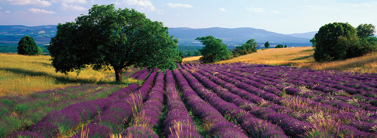 Lavanda Love Provence Lienzo