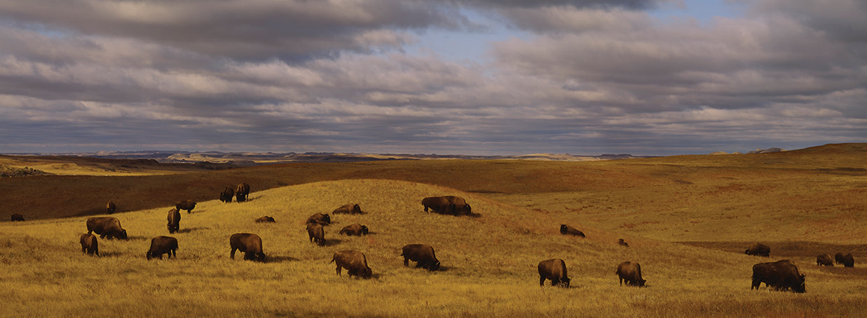 North Dakota Bison