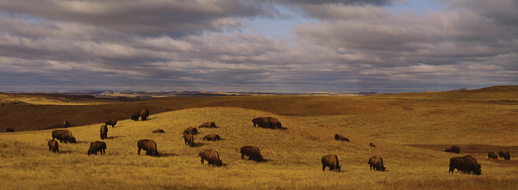 North Dakota Bison
