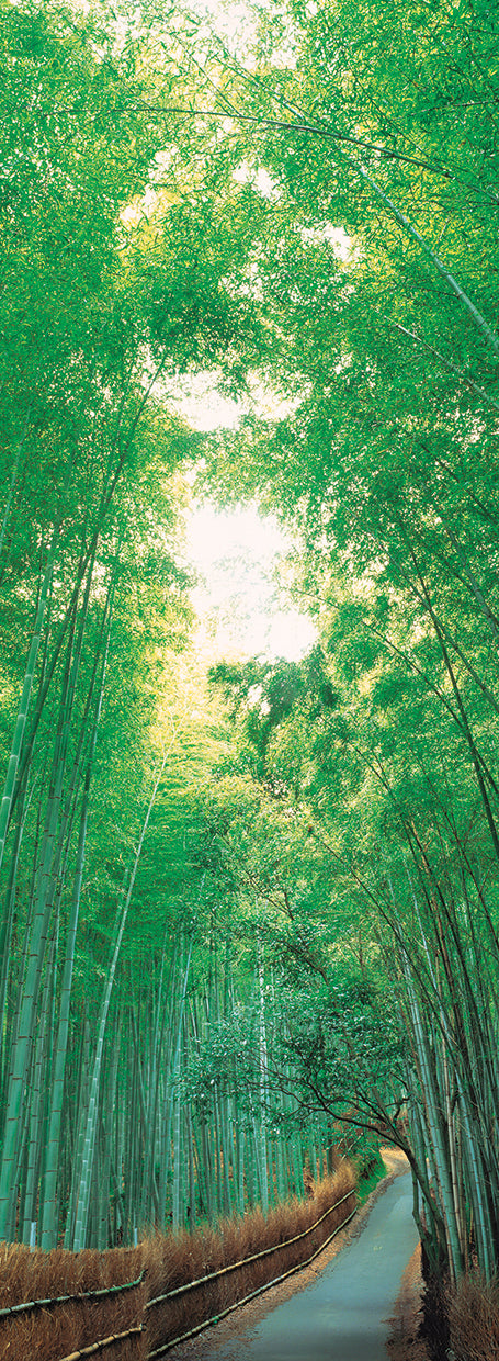 Bosque de Kyoto Japón Lienzo