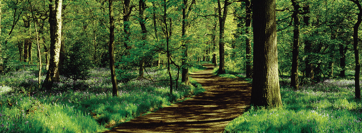 Bosque de Yorkshire Lienzo